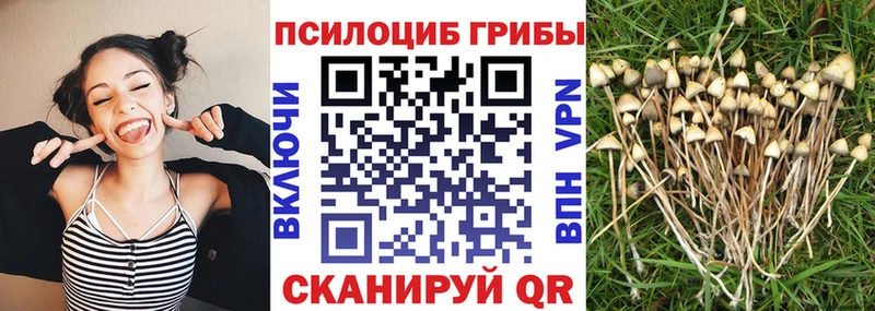 Купить  Балей  Галлюциногенные грибы Magic Shrooms 